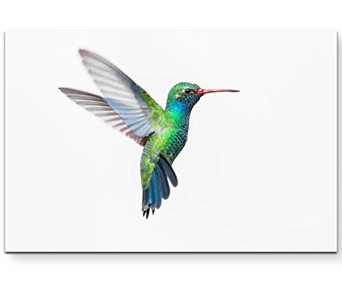 Paul Sinus Art Leinwandbilder | Bilder Leinwand 120x80cm Kolibri auf weißem Hintergrund