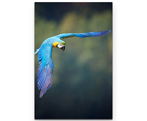 Paul Sinus Art Leinwandbilder | Bilder Leinwand 90x60cm Blauer Ara Papagei
