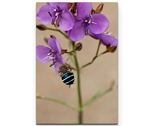 Paul Sinus Art Leinwandbilder | Bilder Leinwand 90x60cm Australische Wildblume mit Biene - Nahaufnahme