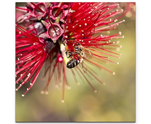 Paul Sinus Art Leinwandbilder | Bilder Leinwand 90x90cm Honigbiene in Einer Blume