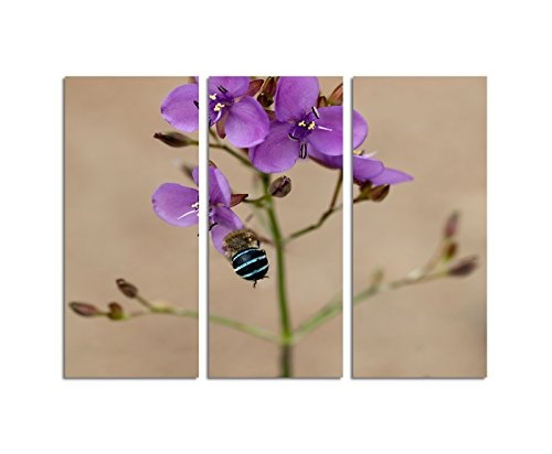 130x90cm - Keilrahmenbild australische Wildblume Biene...