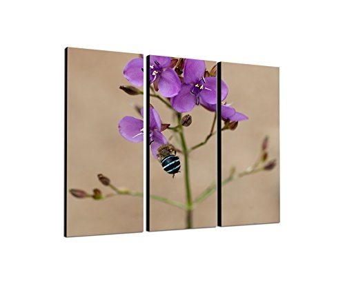 130x90cm - Keilrahmenbild australische Wildblume Biene 3teiliges Wandbild auf Leinwand und Keilrahmen - Fotobild Kunstdruck Artprint