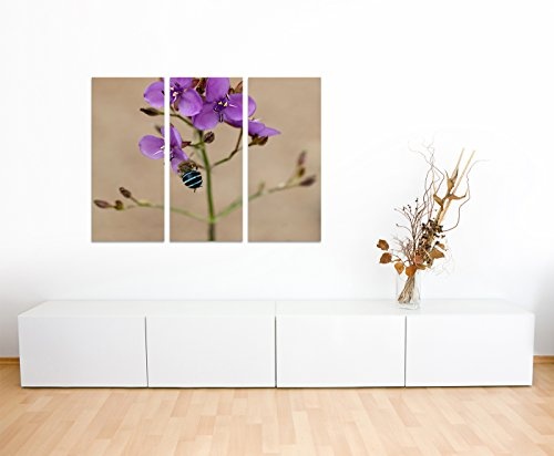 130x90cm - Keilrahmenbild australische Wildblume Biene 3teiliges Wandbild auf Leinwand und Keilrahmen - Fotobild Kunstdruck Artprint