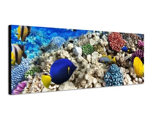 Panoramabild auf Leinwand und Keilrahmen 120x40cm Unterwasser Riff Fische Korallen