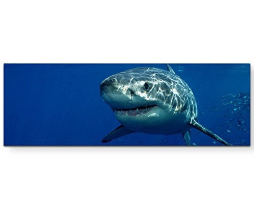 Paul Sinus Art Leinwandbilder | Bilder Leinwand 150x50cm großer weißer Hai - Nahaufnahme