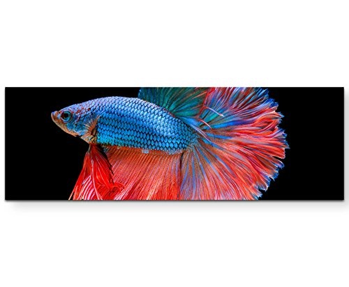 Paul Sinus Art Leinwandbilder | Bilder Leinwand 120x40cm Blauer siamesischer Kampffisch