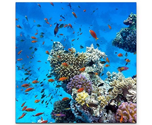 Paul Sinus Art Leinwandbilder | Bilder Leinwand 90x90cm Korallenriff mit exotischen Fischen
