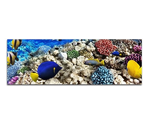 Panoramabild auf Leinwand und Keilrahmen 120x40cm Unterwasser Riff Fische Korallen