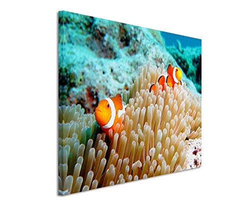 Paul Sinus Art Kunstfoto auf Leinwand 60x40cm Naturfotografie - Clownfische im Korallenriff auf Leinwand Exklusives Wandbild Moderne Fotografie für Ihre Wand in Vielen Größen