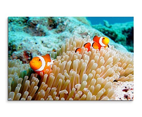 Paul Sinus Art Kunstfoto auf Leinwand 60x40cm Naturfotografie - Clownfische im Korallenriff auf Leinwand Exklusives Wandbild Moderne Fotografie für Ihre Wand in Vielen Größen