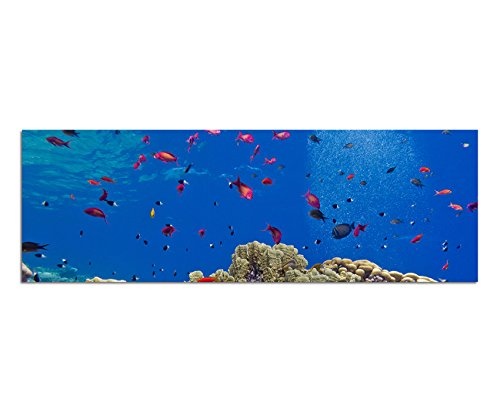 Panoramabild auf Leinwand und Keilrahmen 150x50cm Meer Unterwasser Riff Korallen Fische