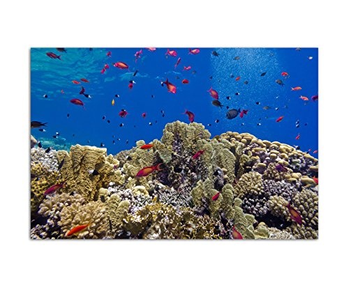 120x80cm - WANDBILD Korallen Riff Fische Unterwasser Meer - Leinwandbild auf Keilrahmen modern stilvoll - Bilder und Dekoration
