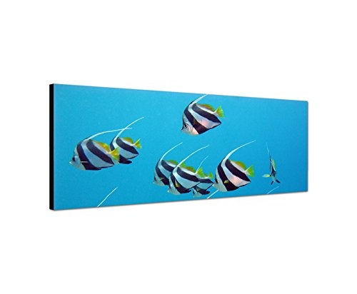Paul Sinus Art Panoramabild auf Leinwand und Keilrahmen 150x50cm Rotes Meer Unterwasser Fische exotisch