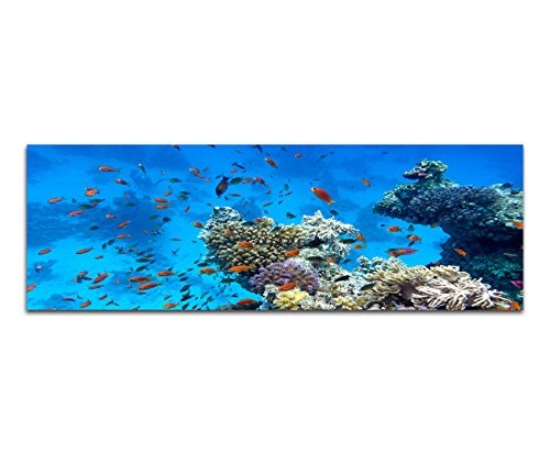 Paul Sinus Art Panoramabild auf Leinwand und Keilrahmen 120x40cm Meer Riff Korallen Fische
