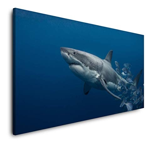 Paul Sinus Art Hai Unterwasser 120x 60cm Panorama Leinwand Bild XXL Format Wandbilder Wohnzimmer Wohnung Deko Kunstdrucke