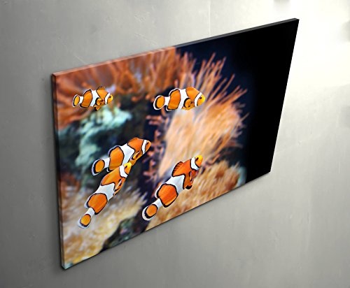 Paul Sinus Art Leinwandbilder | Bilder Leinwand 120x80cm Clownfisch und Seeanemone