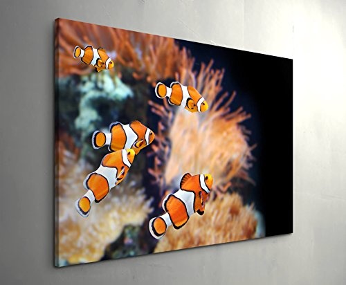 Paul Sinus Art Leinwandbilder | Bilder Leinwand 120x80cm Clownfisch und Seeanemone
