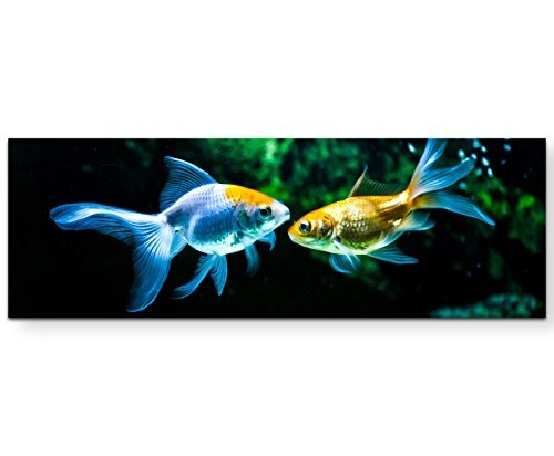 Paul Sinus Art Leinwandbilder | Bilder Leinwand 120x40cm Goldfische im Aquarium