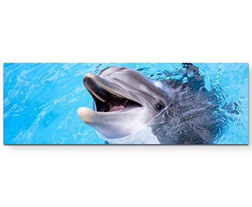 Paul Sinus Art Leinwandbilder | Bilder Leinwand 120x40cm Delphin