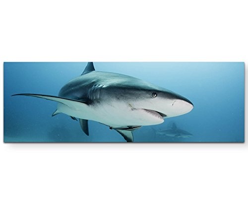 Paul Sinus Art Leinwandbilder | Bilder Leinwand 120x40cm Karibischer Riffhai