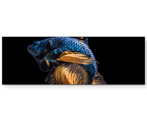 Paul Sinus Art Leinwandbilder | Bilder Leinwand 120x40cm siamesischer Kampffisch