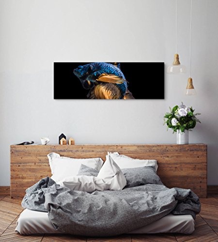 Paul Sinus Art Leinwandbilder | Bilder Leinwand 120x40cm siamesischer Kampffisch