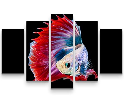 Paul Sinus Art Leinwandbilder | Bilder Leinwand 160x100cm siamesischer Kampffisch