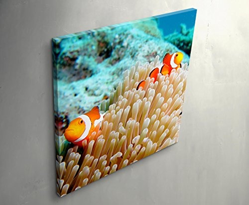 Paul Sinus Art Leinwandbilder | Bilder Leinwand 90x90cm Clownfisch und Seeanemone