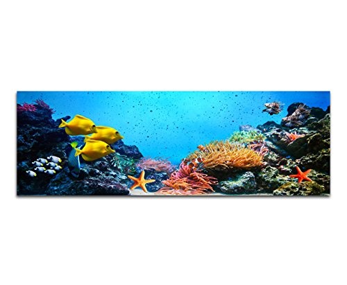 Panoramabild XXL auf Leinwand und Keilrahmen 180x70cm Korallenriff Unterwasser Fische Seesterne