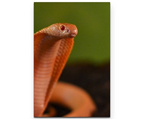 Paul Sinus Art Leinwandbilder | Bilder Leinwand 90x60cm Kobra mit grünem Hintergrund