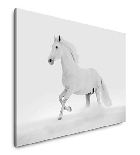 Paul Sinus Art Weißes Pferd 40 x 60 cm Inspirierende Fotokunst in Museums-Qualität für Ihr Zuhause als Wandbild auf Leinwand in