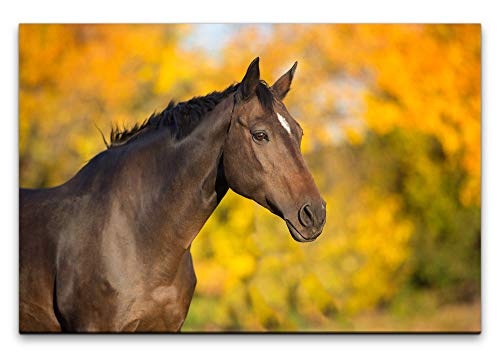 Paul Sinus Art Pferd im Herbst 100 x 70 cm Inspirierende...