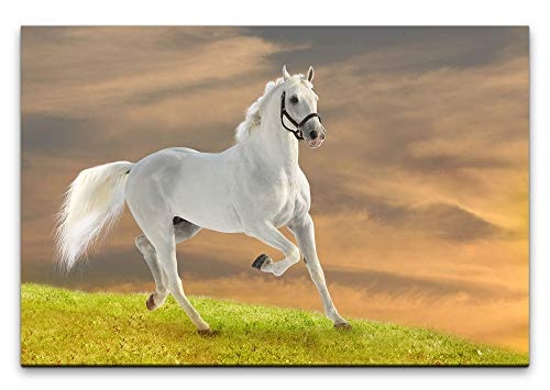 Paul Sinus Art Weißes Pferd 100 x 70 cm Inspirierende Fotokunst in Museums-Qualität für Ihr Zuhause als Wandbild auf Leinwand in