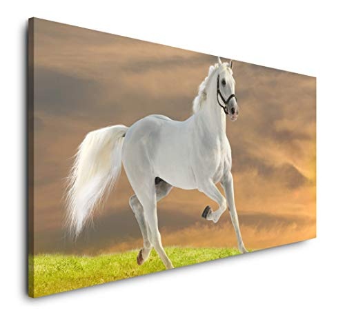 Paul Sinus Art Weißes Pferd 120x 60cm Panorama Leinwand Bild XXL Format Wandbilder Wohnzimmer Wohnung Deko Kunstdrucke