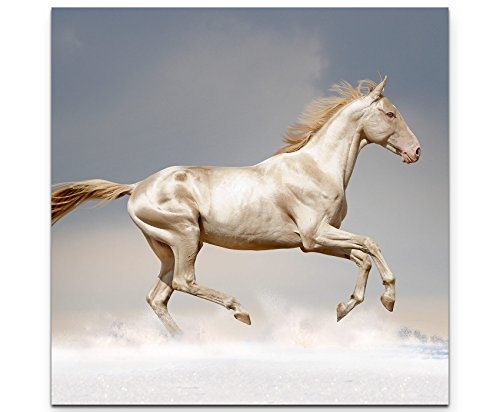 Paul Sinus Art Leinwandbilder | Bilder Leinwand 60x60cm springendes Pferd Wasser