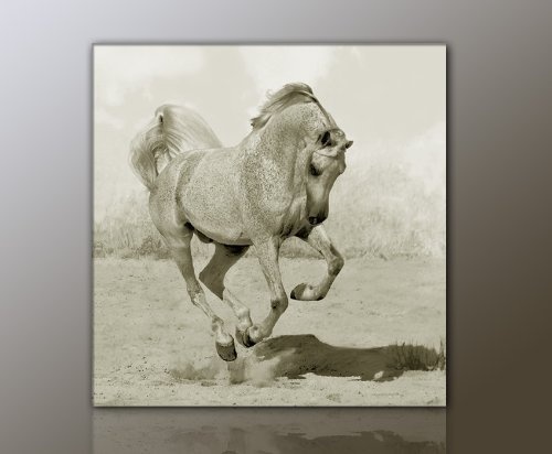 WILD Leinwandbild Bilder Pferd Pferdebild (horse4-50x50cm) Hengst Pferde auf Leinwand gerahmt - Bilder fertig gerahmt mit Keilrahmen riesig. Ausführung Kunstdruck auf Leinwand. Günstig inkl Rahmen