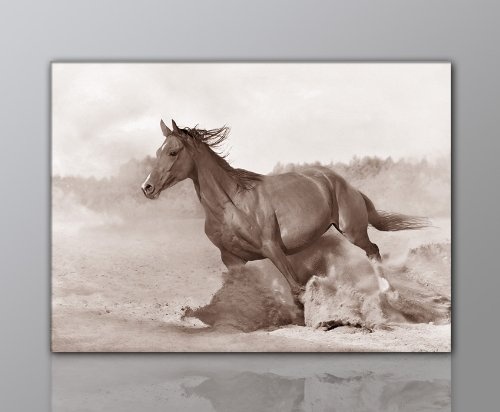 WILD Leinwandbild Bilder Pferd Pferdebild (horse2 50x70cm) Hengst Pferde auf Leinwand gerahmt - Bilder fertig gerahmt mit Keilrahmen riesig. Ausführung Kunstdruck auf Leinwand. Günstig inkl Rahmen