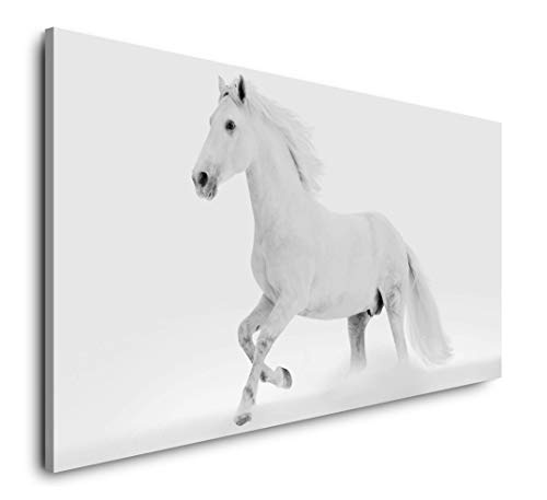 Paul Sinus Art Weißes Pferd 120x 60cm Panorama Leinwand Bild XXL Format Wandbilder Wohnzimmer Wohnung Deko Kunstdrucke
