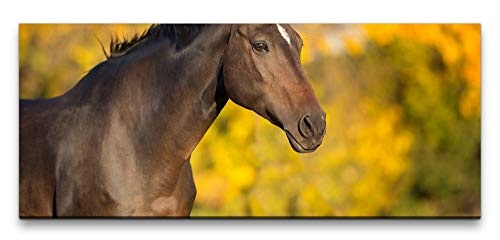 Paul Sinus Art GmbH Pferd im Herbst 120x 50cm Panorama...
