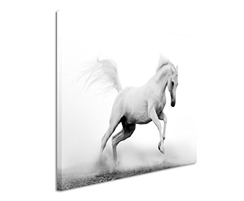 Paul Sinus Art Kunstfoto auf Leinwand 60x40cm Tierfotografie - Weißer Araberhengst Bei Nebel auf Leinwand Exklusives Wandbild Moderne Fotografie für Ihre Wand in Vielen Größen