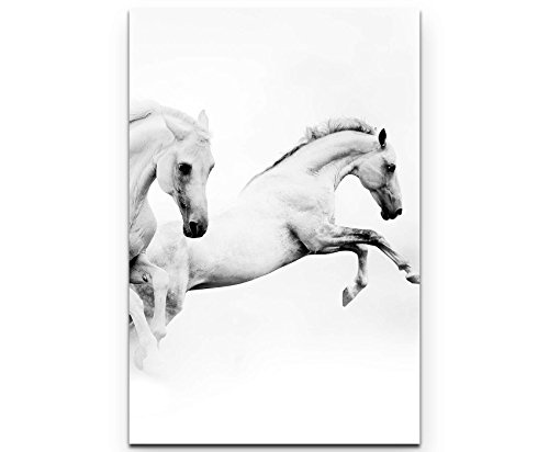 Paul Sinus Art Leinwandbilder | Bilder Leinwand 90x60cm springende Schimmel