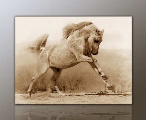 WILD Leinwandbild Bilder Pferd Pferdebild (horse-80x60cm) Hengst Pferde auf Leinwand gerahmt - Bilder fertig gerahmt mit Keilrahmen riesig. Ausführung Kunstdruck auf Leinwand. Günstig inkl Rahmen