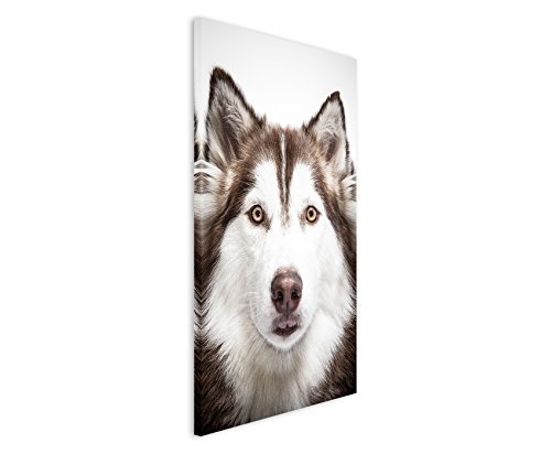 Fotoleinwand 90x60cm Tierfotografie - Sibirischer Husky mit braunen Augen im Porträt
