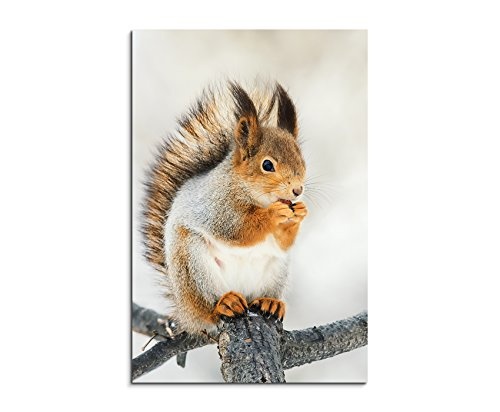 Fotoleinwand 90x60cm Tierfotografie - Süßes Eichhörnchen im Winter