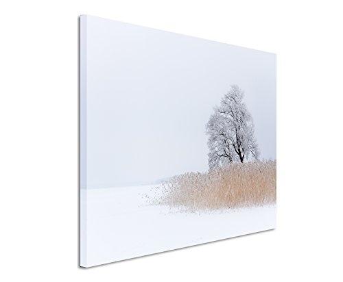 Paul Sinus Art Kunstfoto auf Leinwand 60x40cm Landschaftsfotografie - Einsamer Baum am See auf Leinwand Exklusives Wandbild Moderne Fotografie für Ihre Wand in Vielen Größen