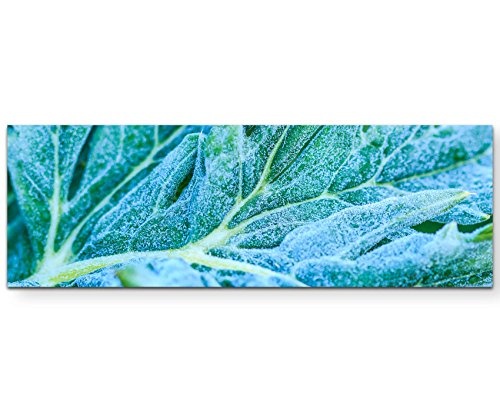Paul Sinus Art Leinwandbilder | Bilder Leinwand 150x50cm Gemüseblatt mit Reif