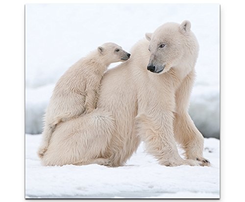 Paul Sinus Art Leinwandbilder | Bilder Leinwand 60x60cm Eisbär mit Jungem