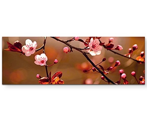 Paul Sinus Art Naturfotografie - Japanische Kirschblüten - Panoramabild auf Leinwand in 150x50cm