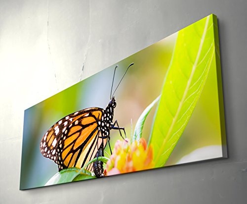 Schmetterling auf einer Blüte - Frühling - Panoramabild auf Leinwand in 150x50cm