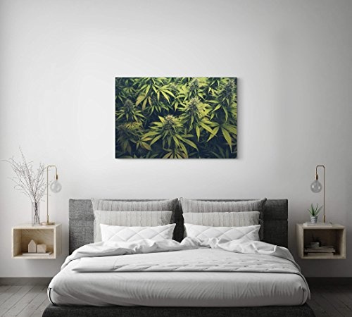 Hanfpflanzen - Leinwandbild 120x80cm